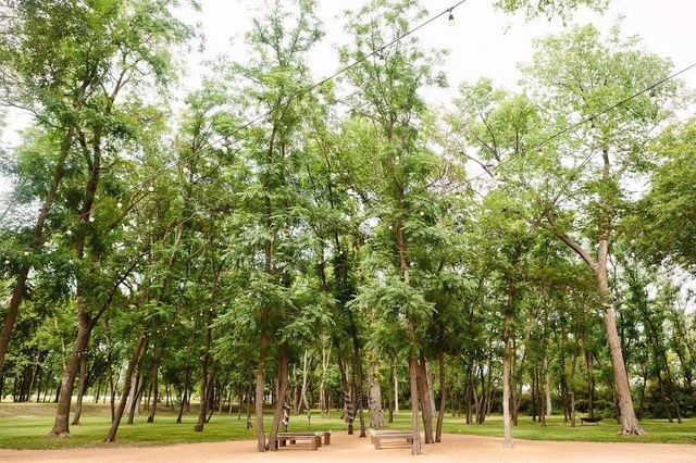 A grove of tall trees with string lights and wooden benches on a sand floor